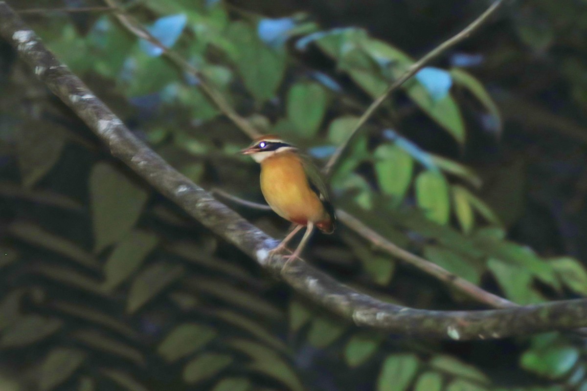 インドヤイロチョウ - ML646106430