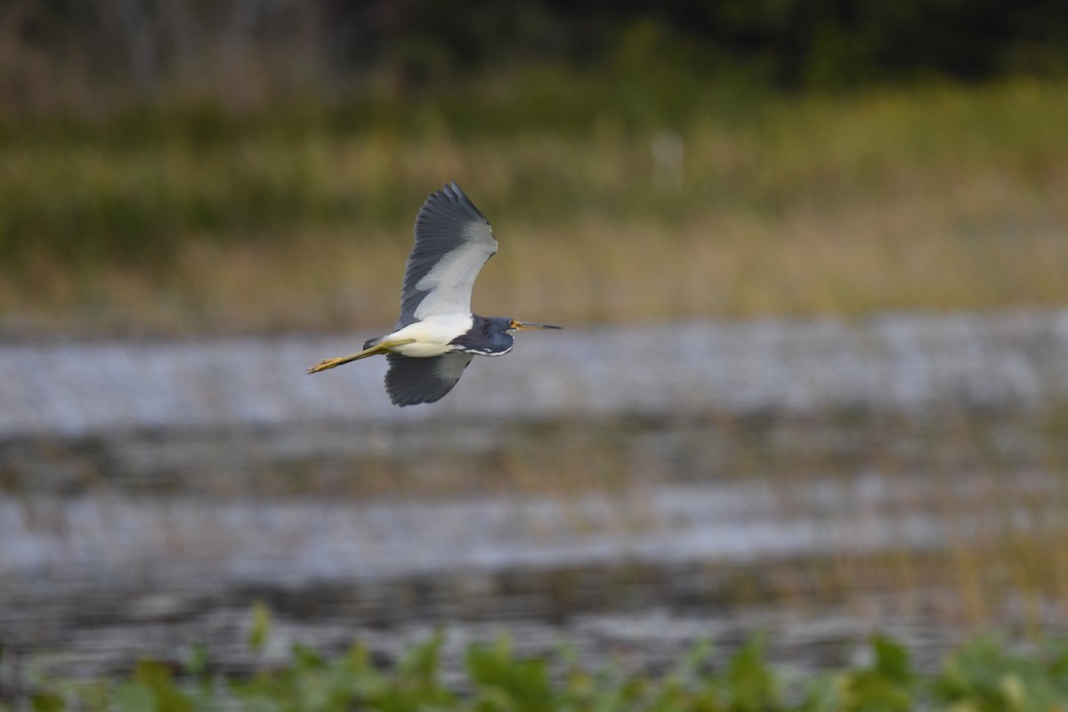 Tricolored Heron - ML646106435