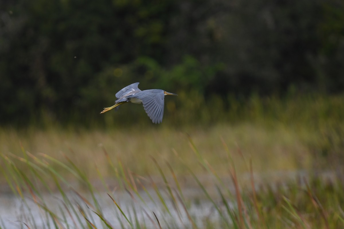 Tricolored Heron - ML646106439