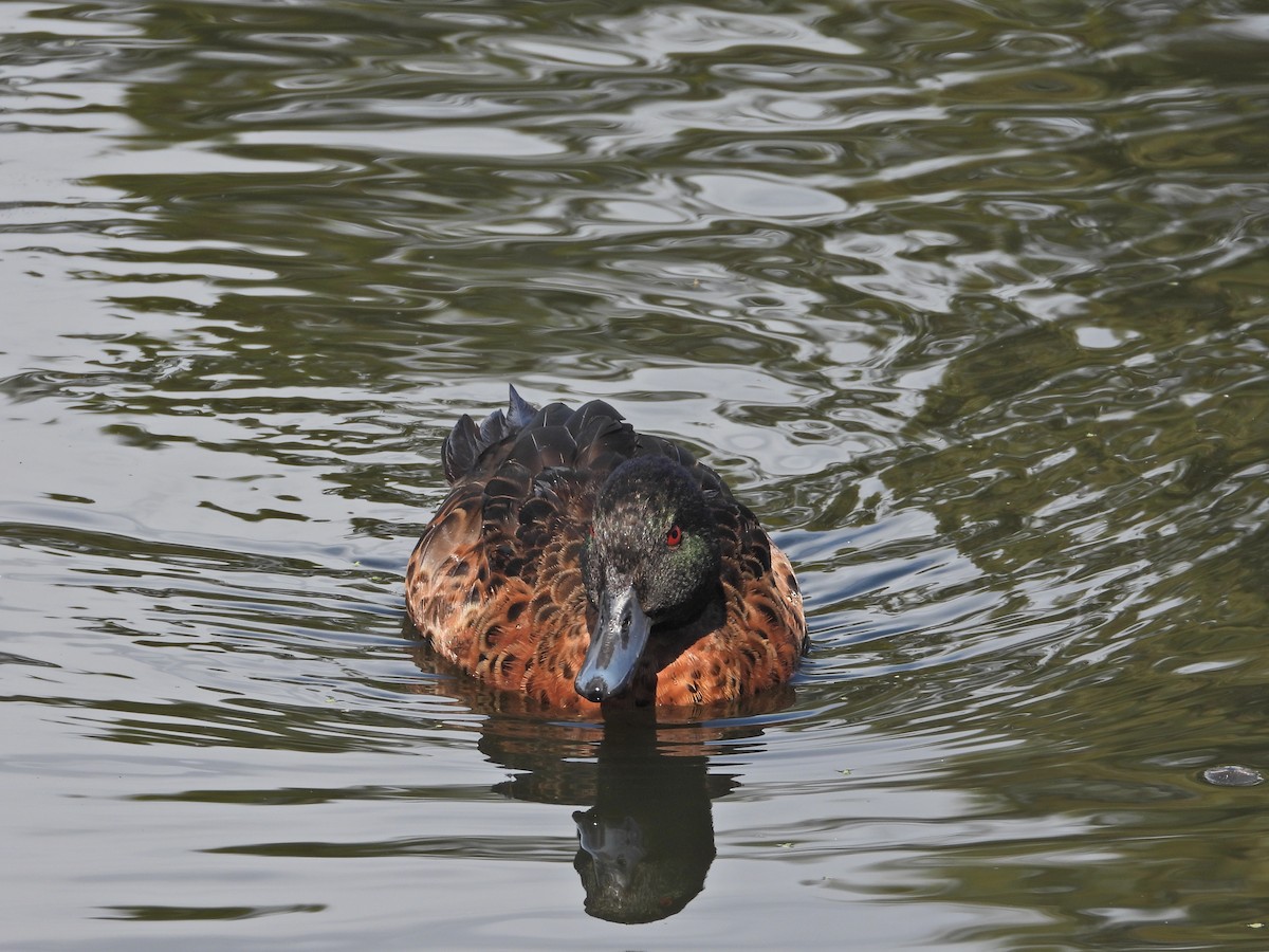 Chestnut Teal - ML646106446