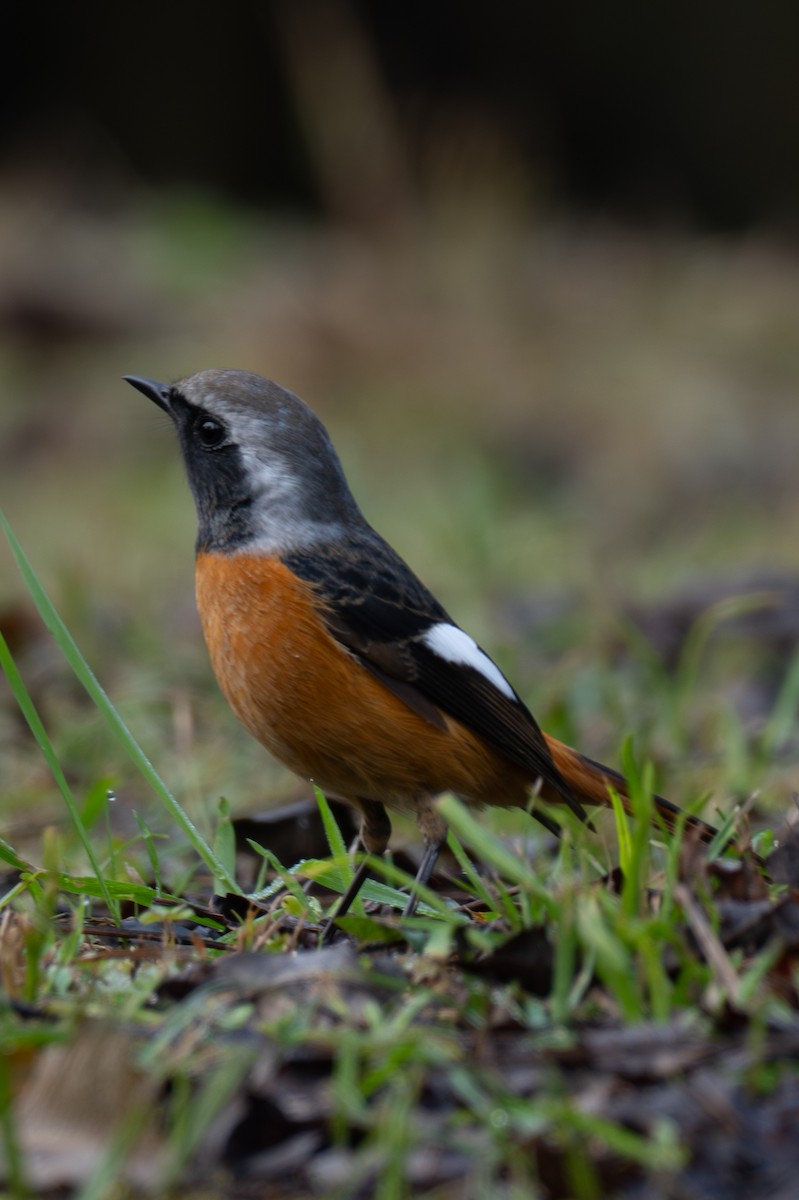 חכלילית סיבירית - ML646106452