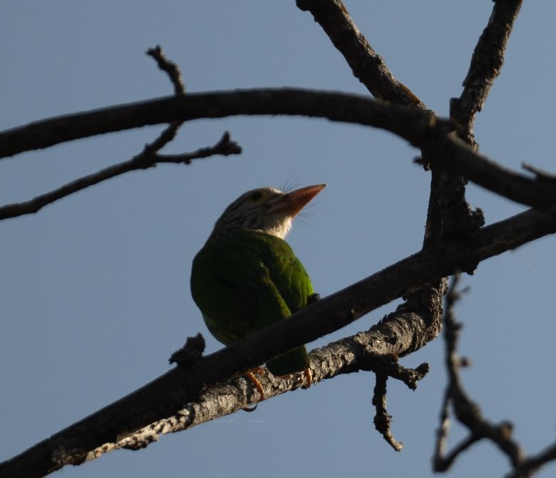 シロボシオオゴシキドリ - ML646106454