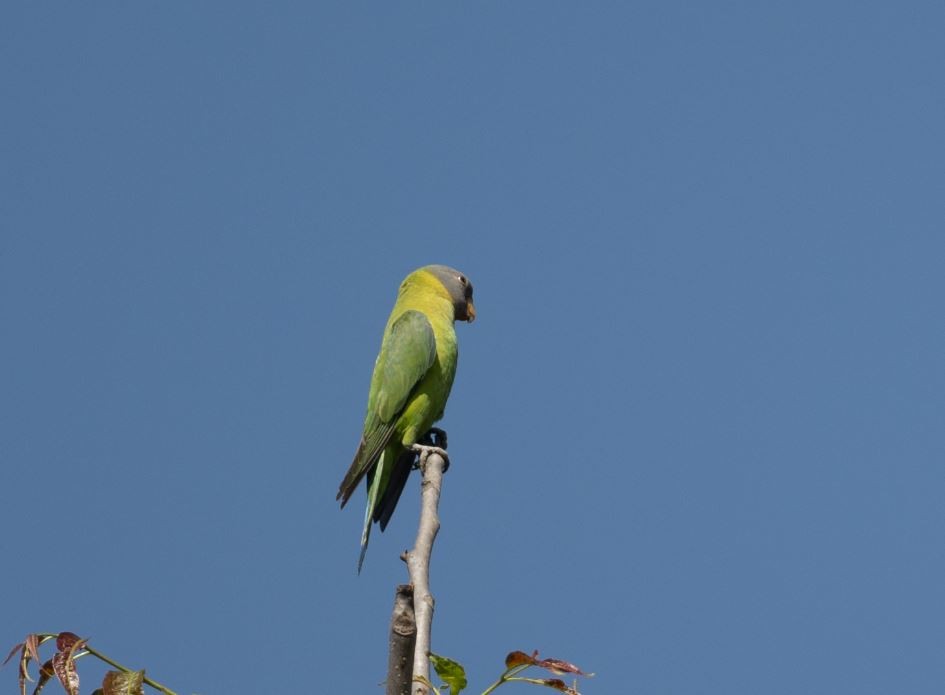 Гималайский кольчатый попугай - ML646106458
