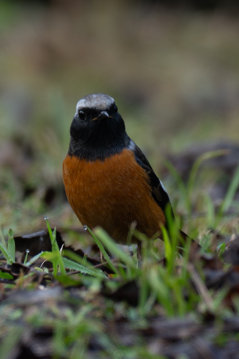 חכלילית סיבירית - ML646106461