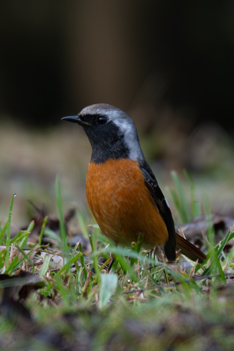 חכלילית סיבירית - ML646106462