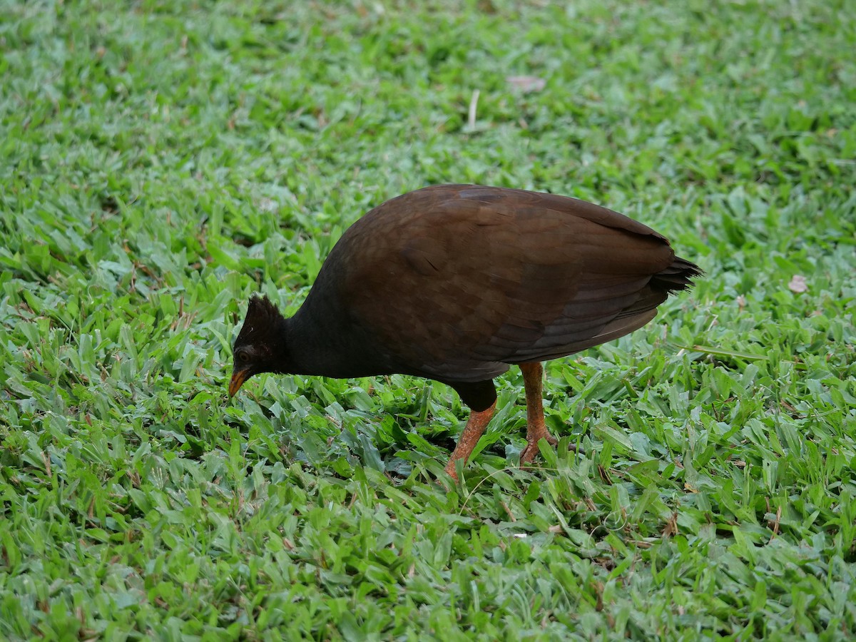 Orange-footed Megapode - ML646106463