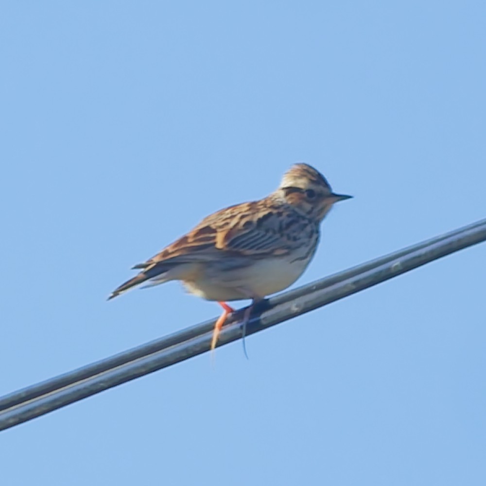 חוגת עצים - ML646106464