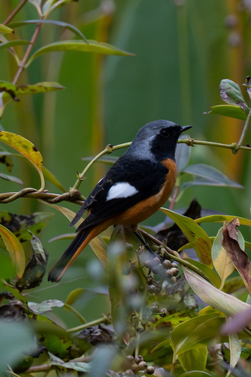 חכלילית סיבירית - ML646106466