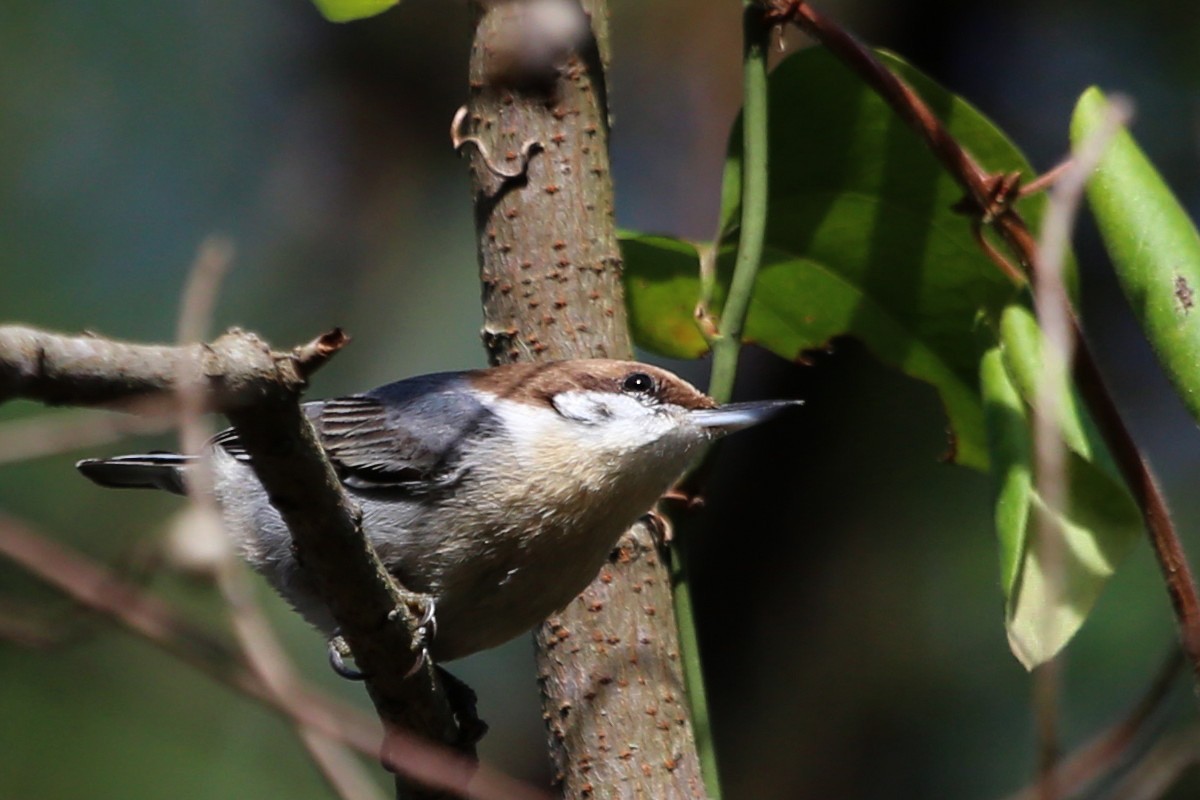 brhlík hnědohlavý - ML646106468