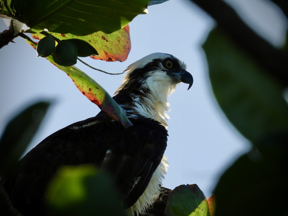 Fischadler - ML646106469