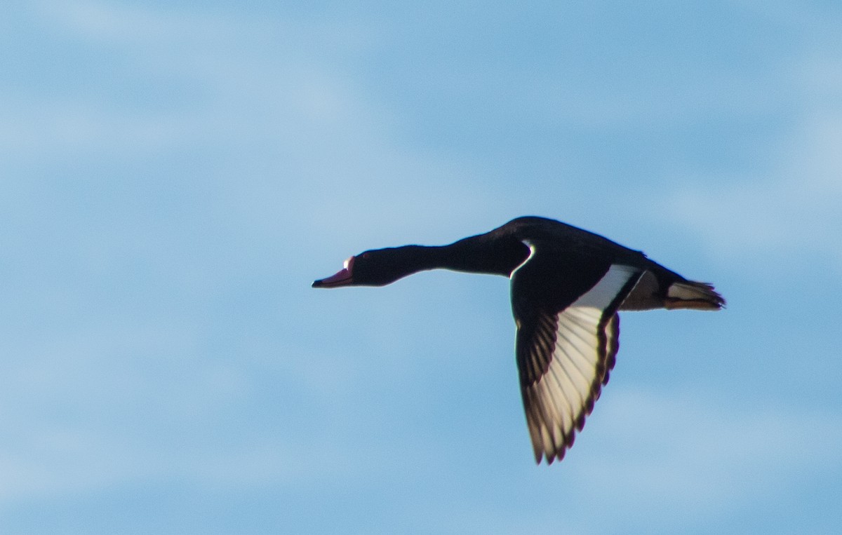 Rosy-billed Pochard - ML646106472