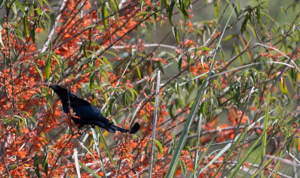 Hair-crested Drongo - ML646106473
