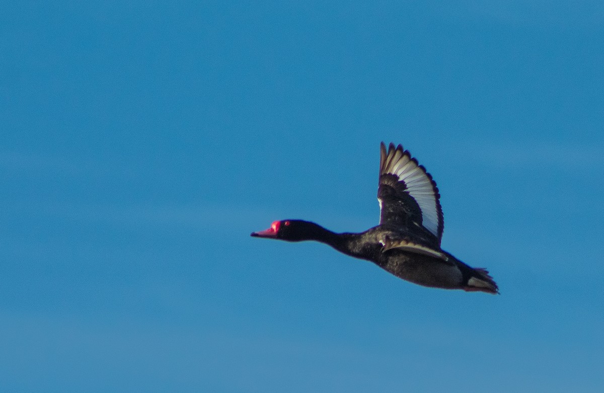 Rosy-billed Pochard - ML646106474