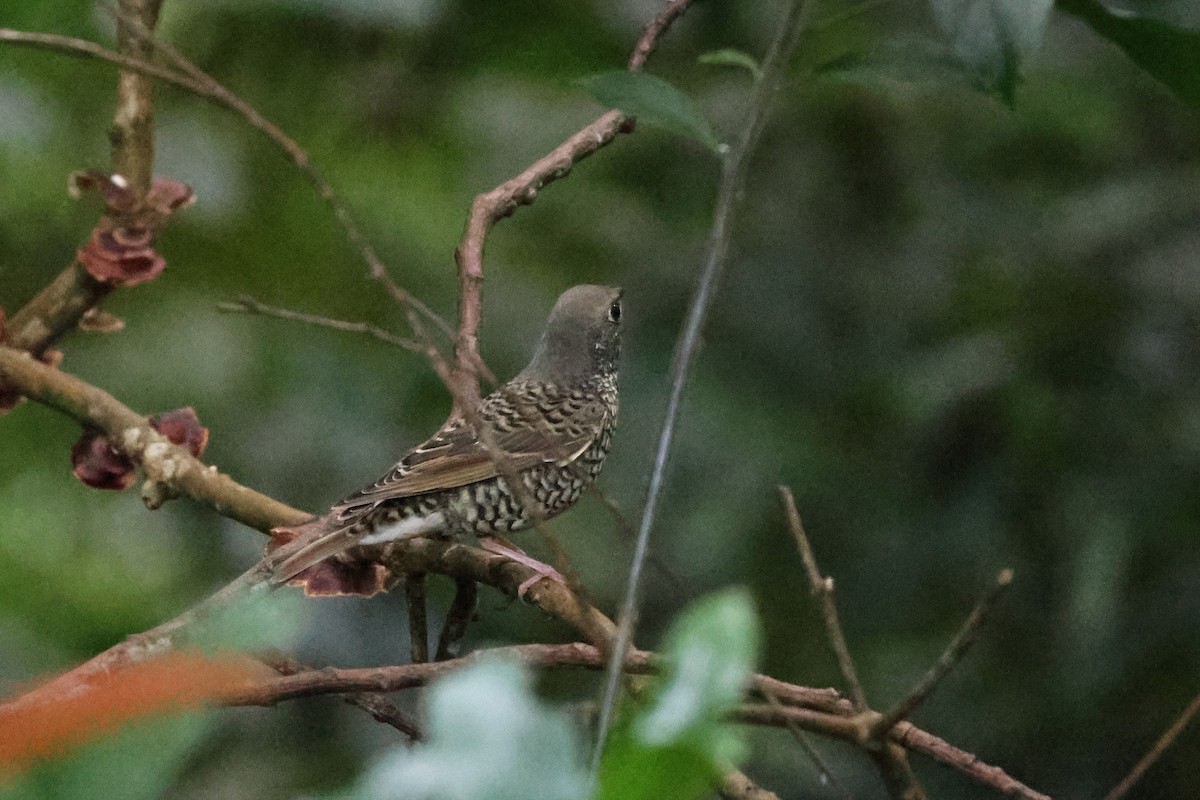 Ak Boğazlı Taşkızılı - ML646106475