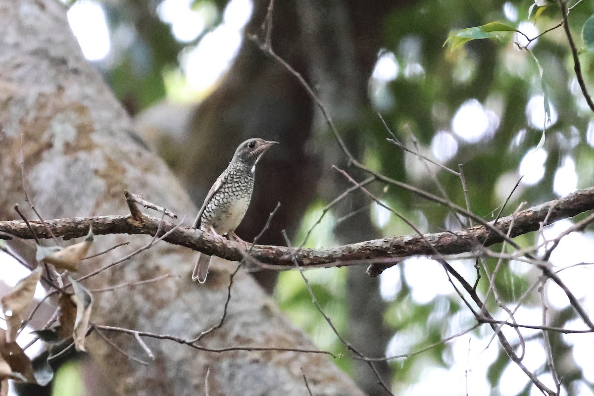 ヒメイソヒヨ - ML646106484