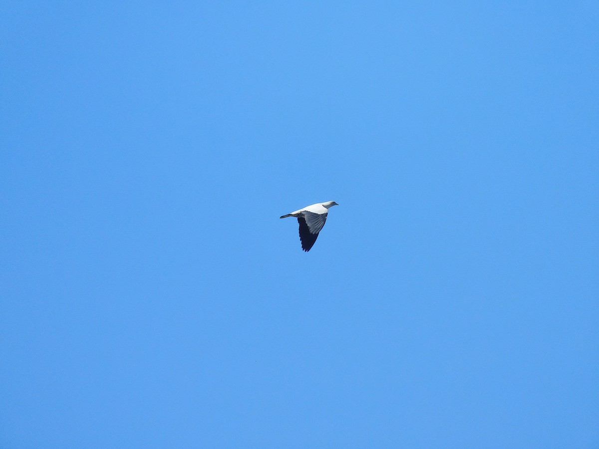 holub pobřežní - ML646106487