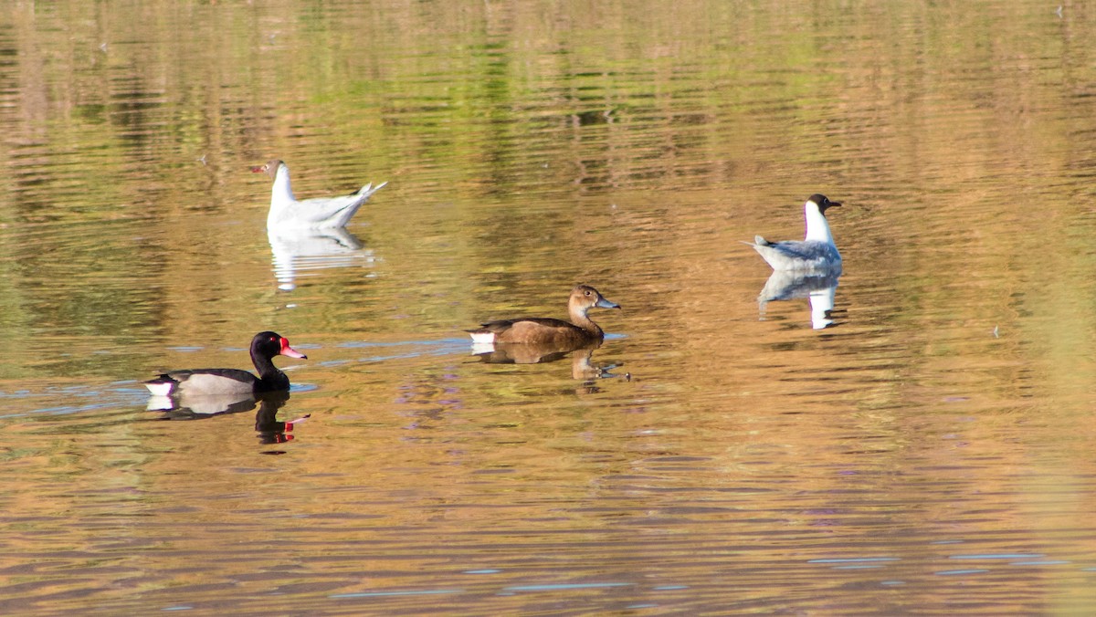 Rosy-billed Pochard - ML646106491