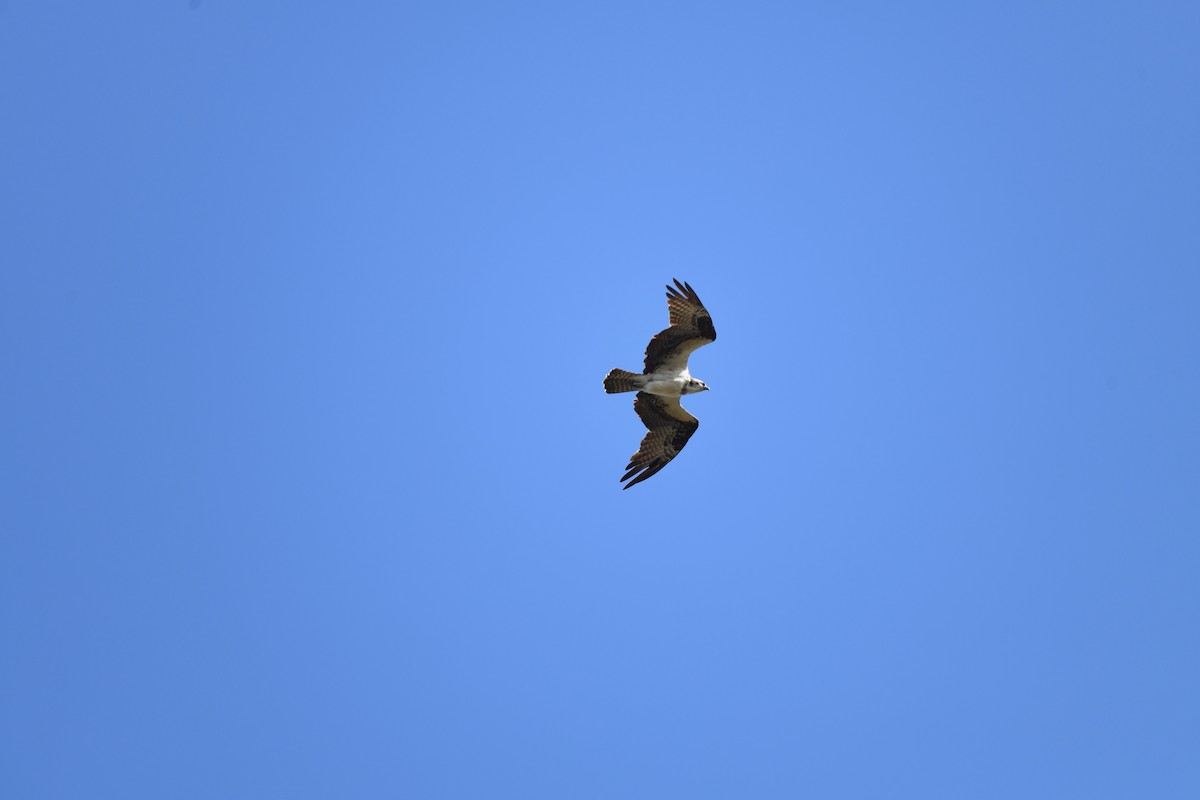 Fischadler - ML646106498