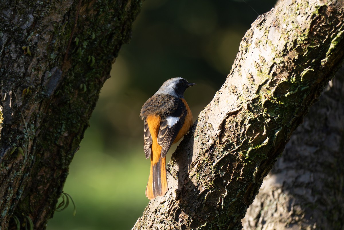חכלילית סיבירית - ML646106501