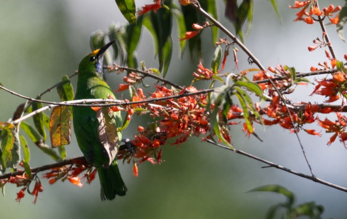 Золотолобая листовка - ML646106505