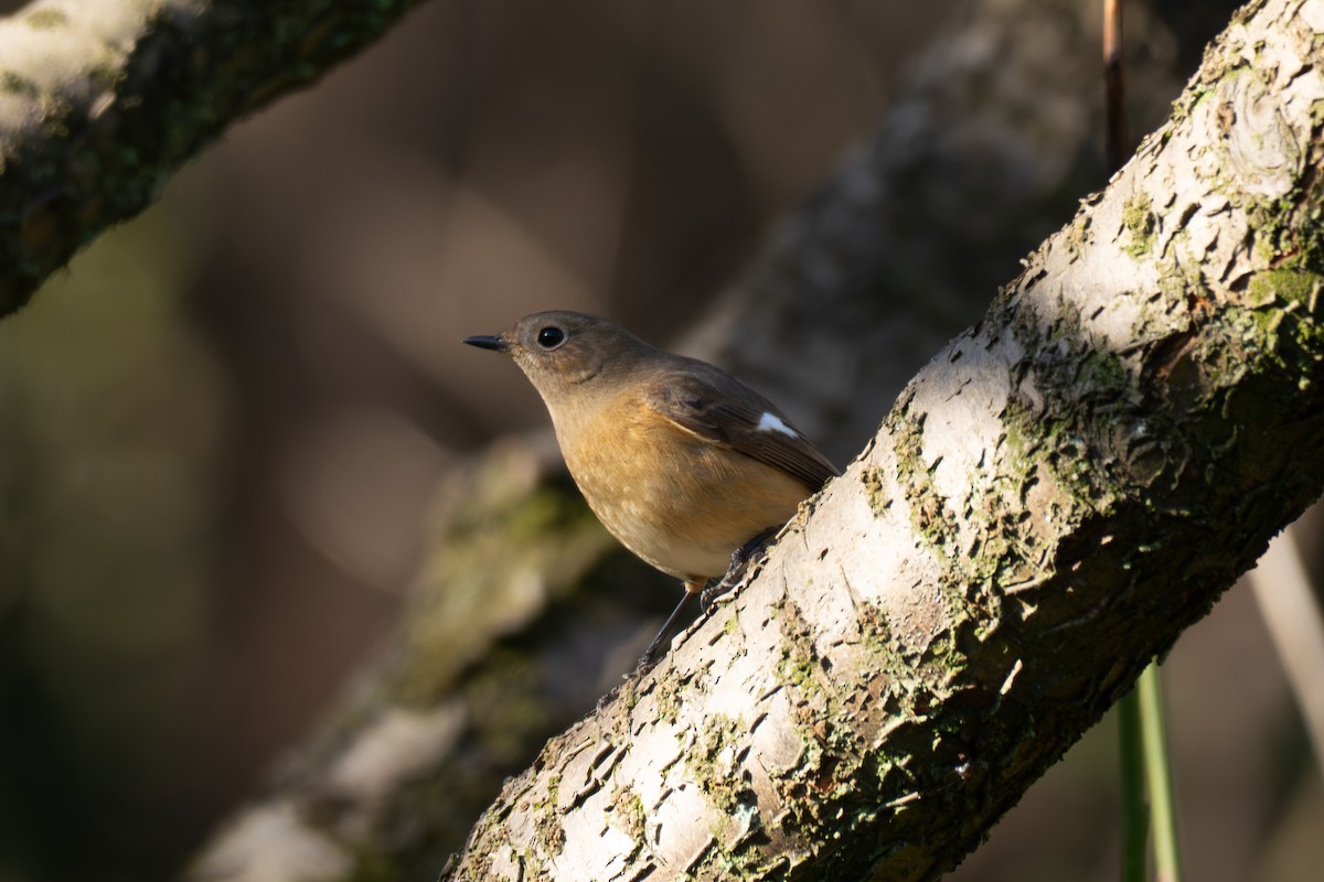 חכלילית סיבירית - ML646106506