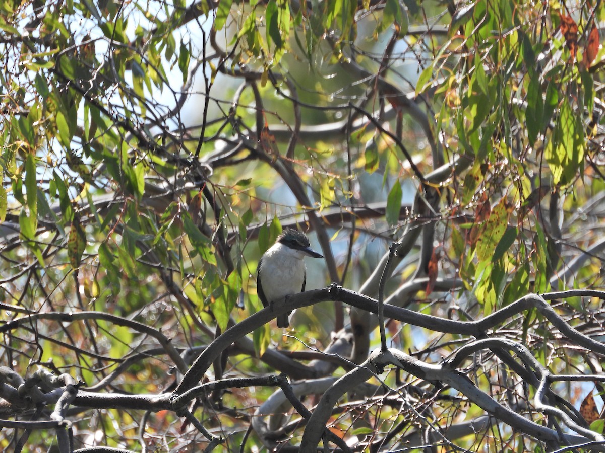 ヒジリショウビン（sanctus） - ML646106509