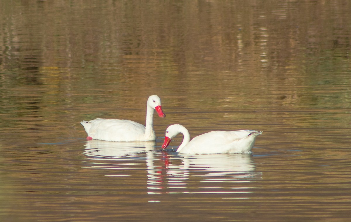 カモハクチョウ - ML646106510