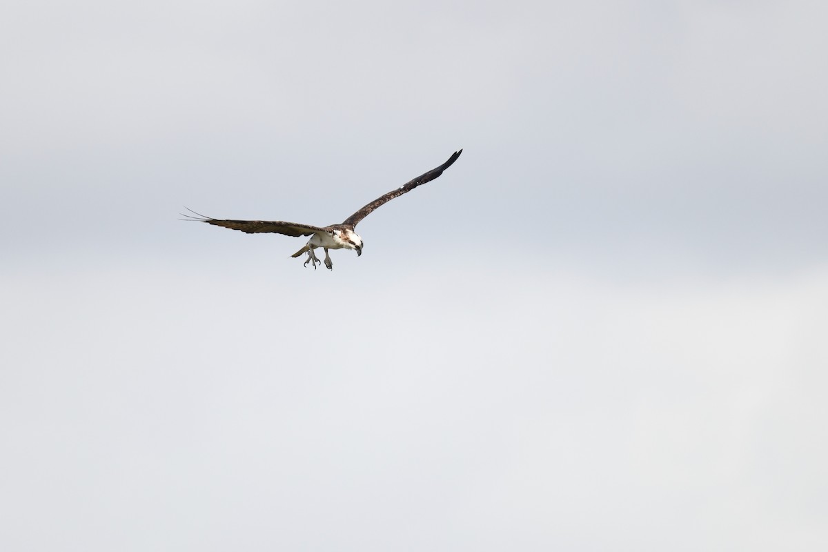 ミサゴ - ML646106511