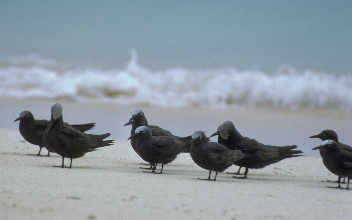 クロアジサシ - ML646106512