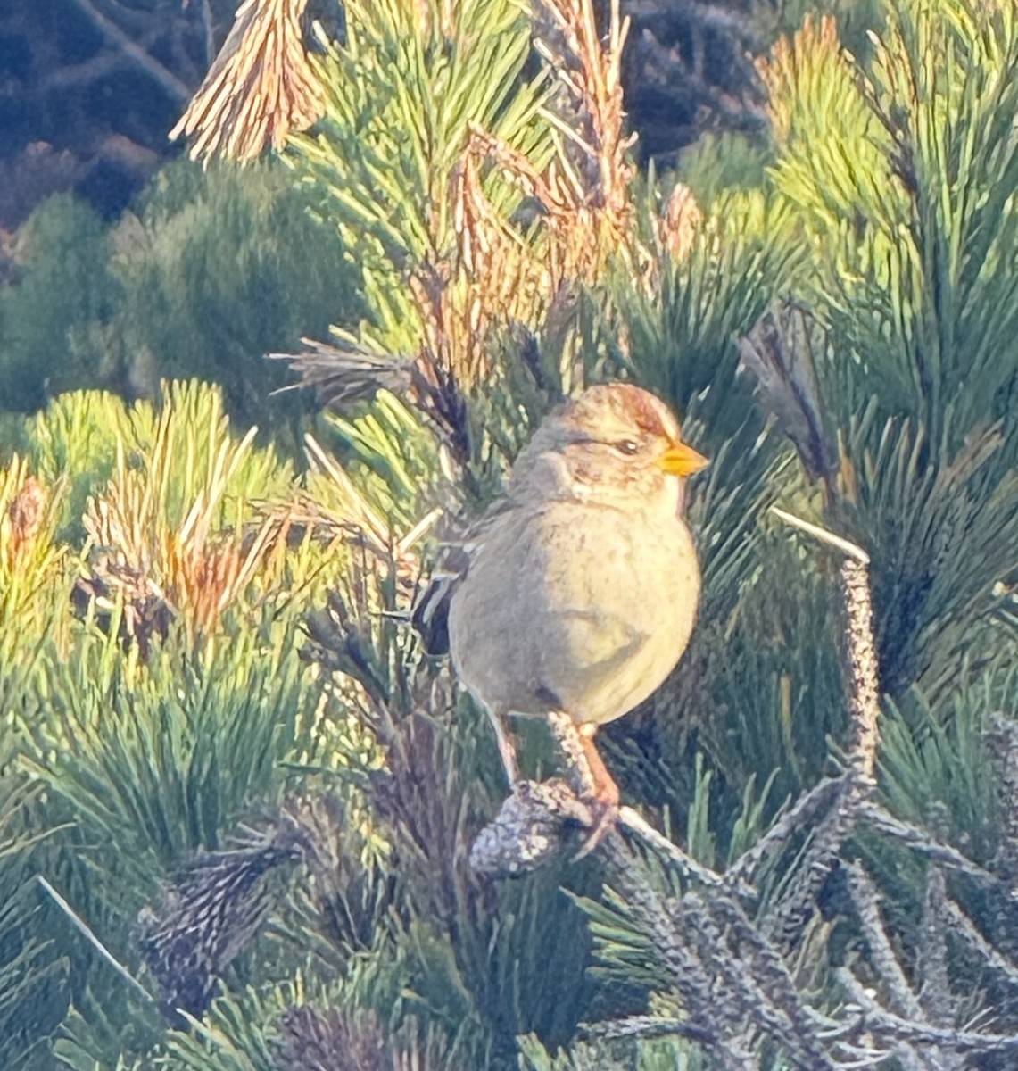 ミヤマシトド（nuttalli／pugetensis） - ML646106515