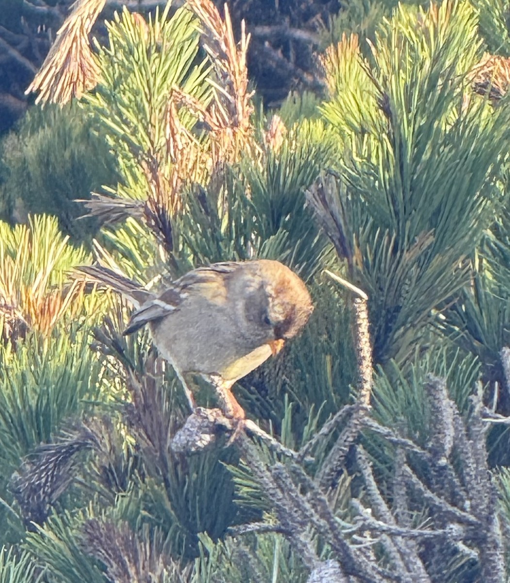 ミヤマシトド（nuttalli／pugetensis） - ML646106516