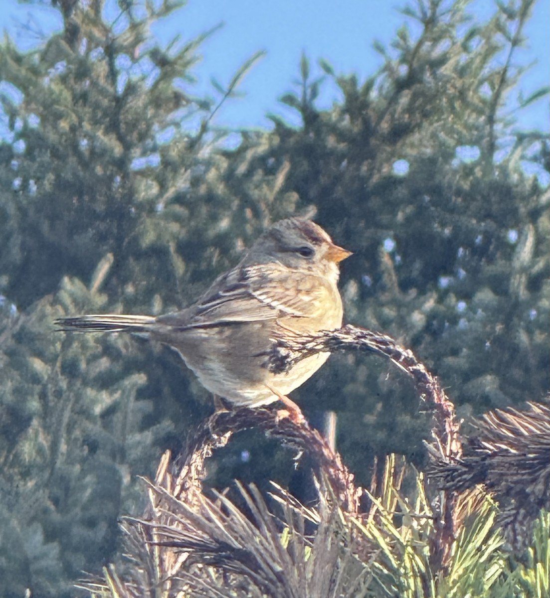 ミヤマシトド（nuttalli／pugetensis） - ML646106517