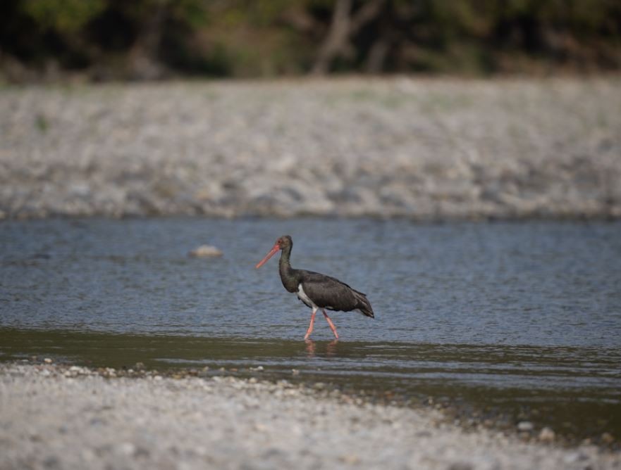 ナベコウ - ML646106521