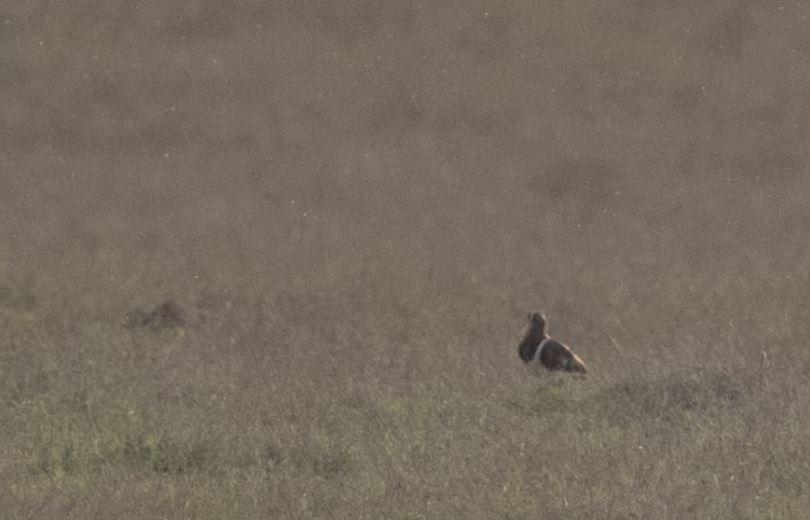 タマシギ - ML646106523