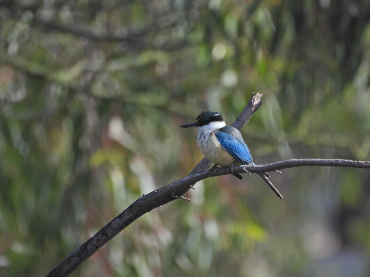 ヒジリショウビン（sanctus） - ML646106525