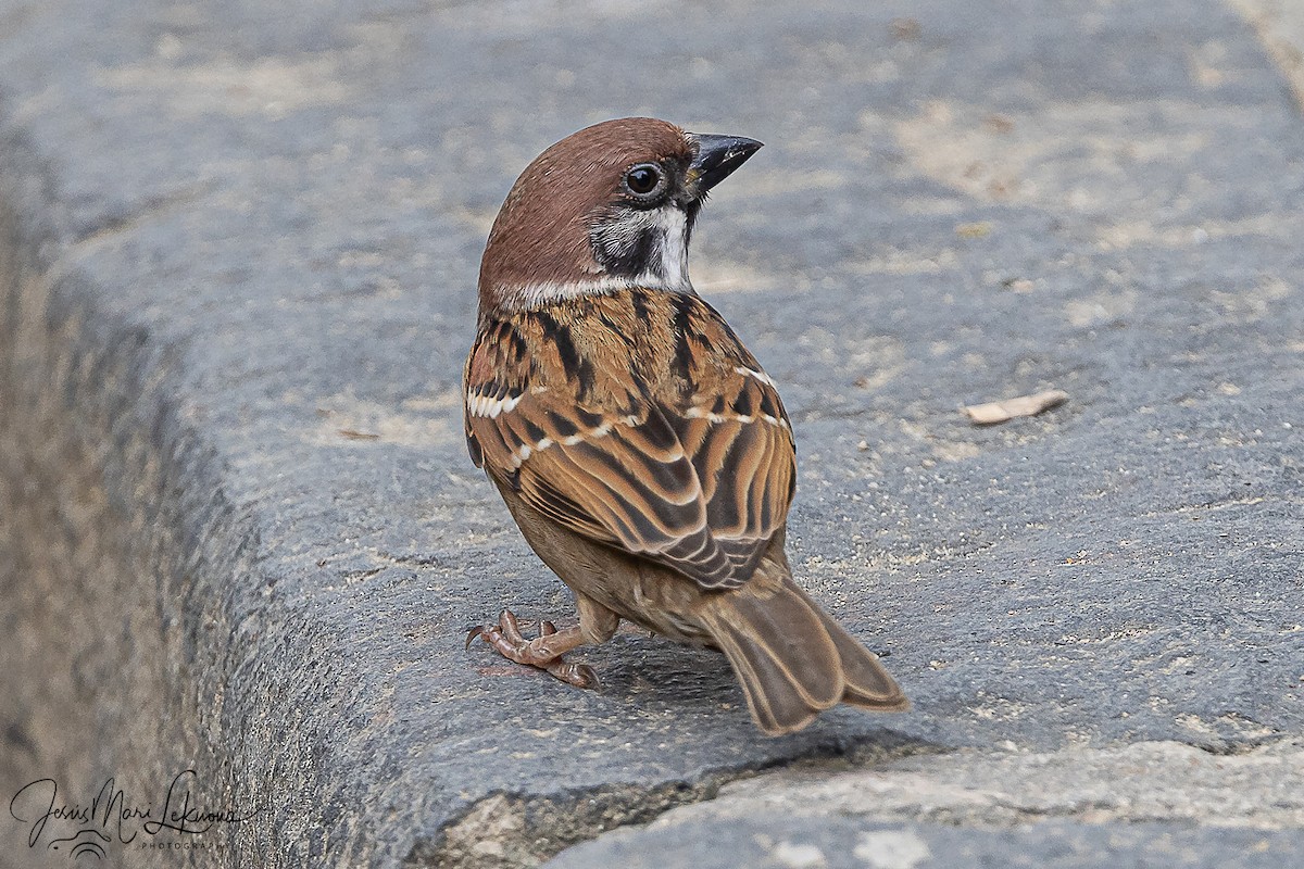 スズメ - ML646106526