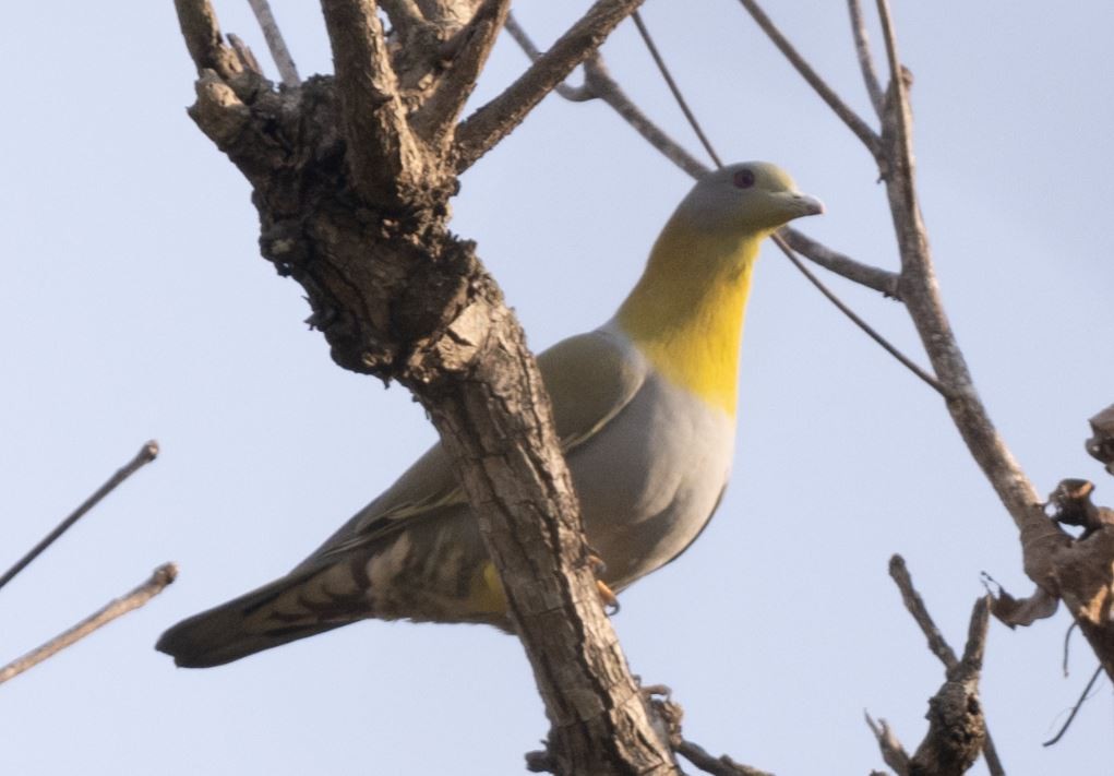 キアシアオバト - ML646106527