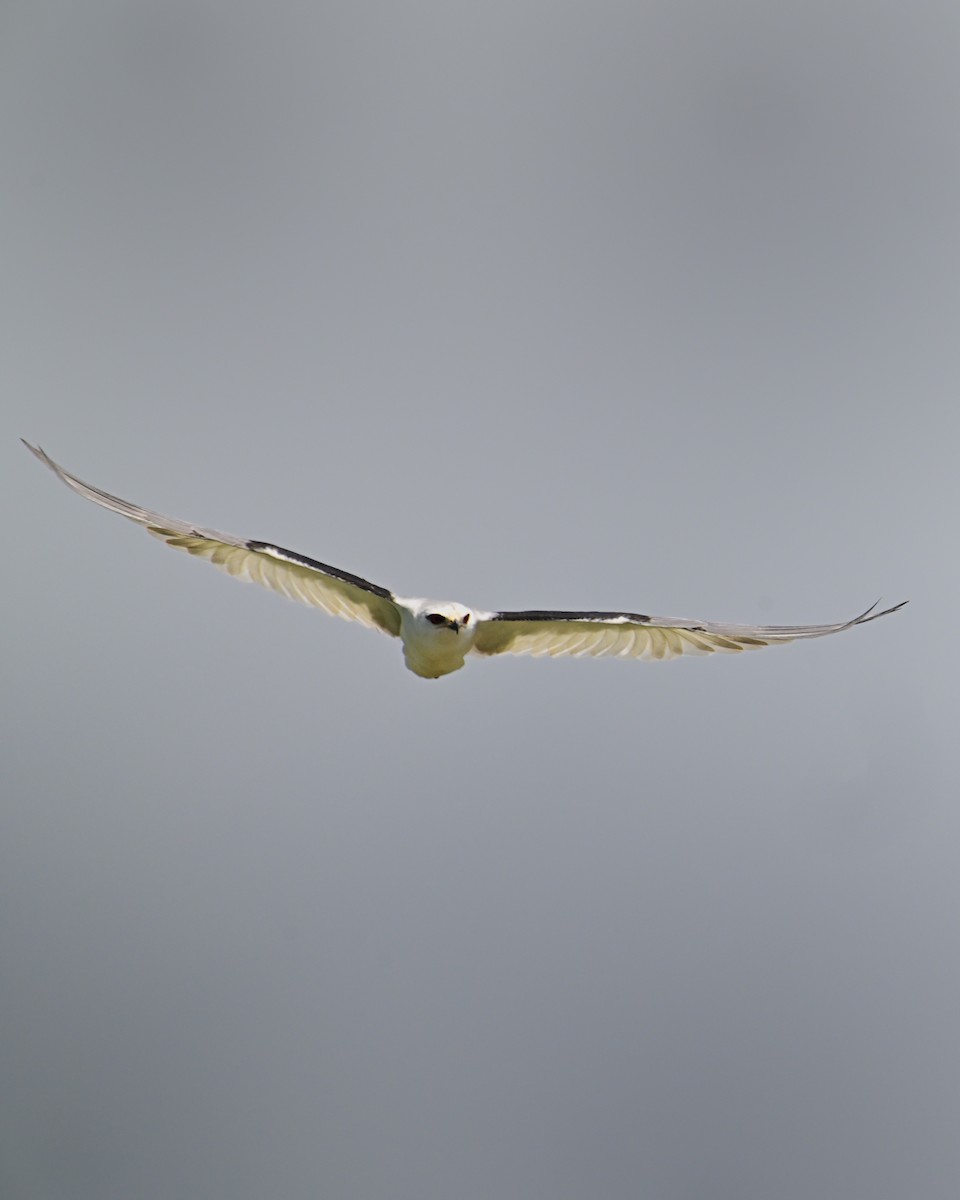 カタグロトビ - ML646106529