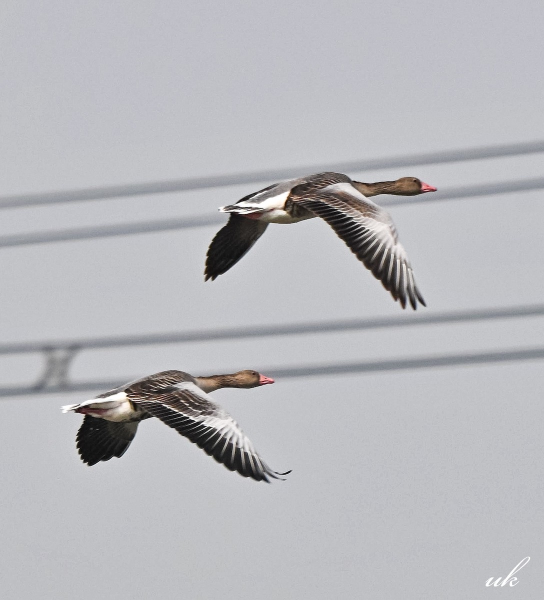 Гуска сіра - ML646106532