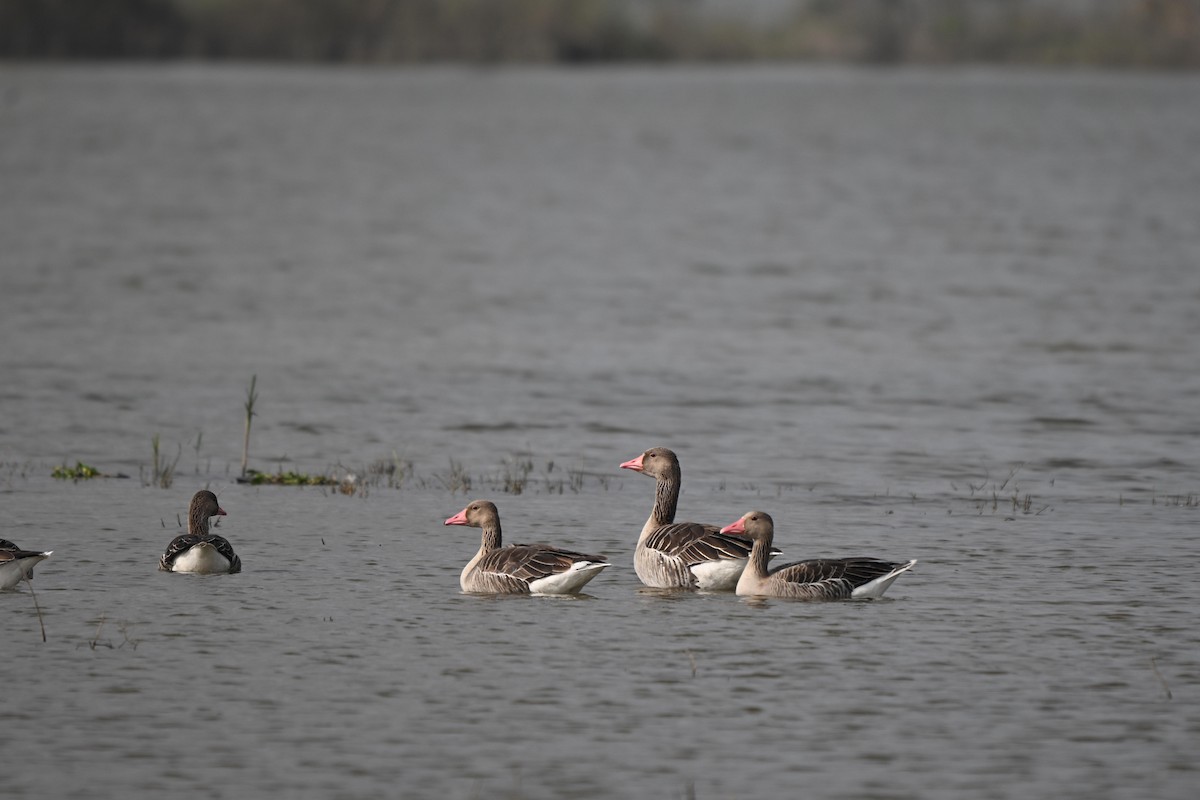 Гуска сіра - ML646106533