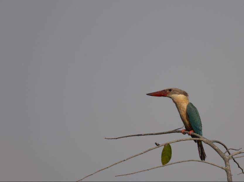 コウハシショウビン - ML646106537