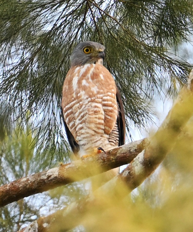 サシバ - ML646106538