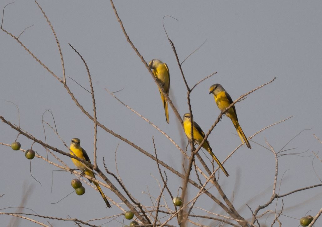 オナガベニサンショウクイ - ML646106539