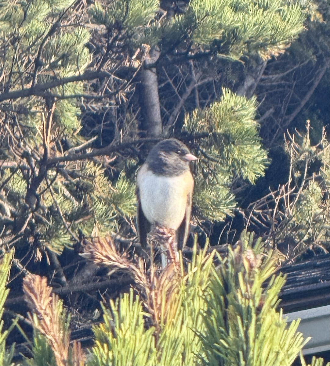 ユキヒメドリ（oreganus グループ） - ML646106540