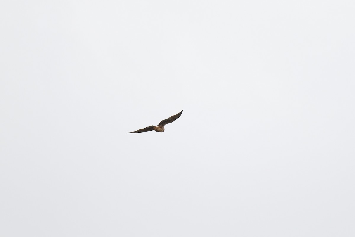 アメリカハイイロチュウヒ - ML646106541