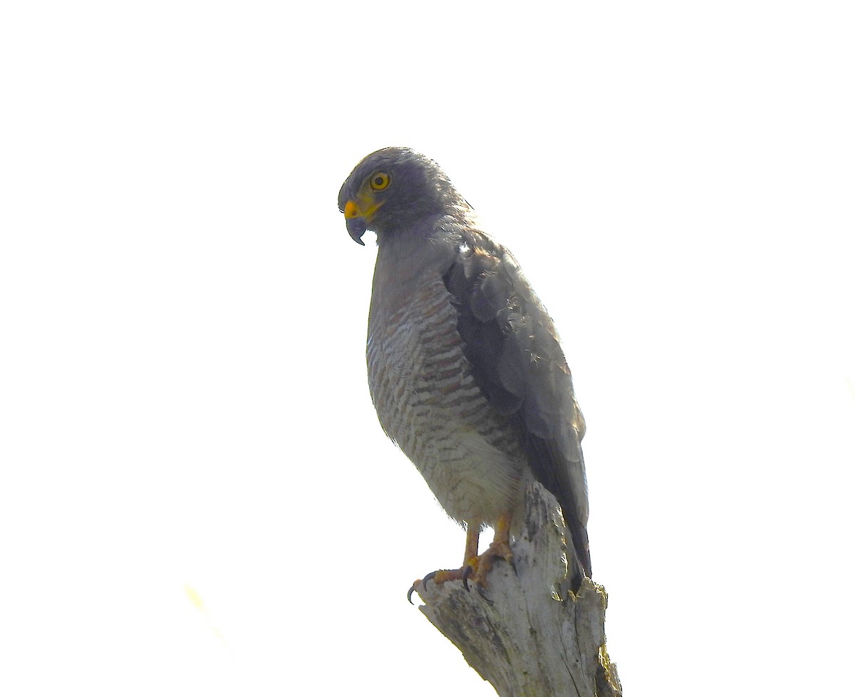 ニクダレシャクケイ - ML646106545