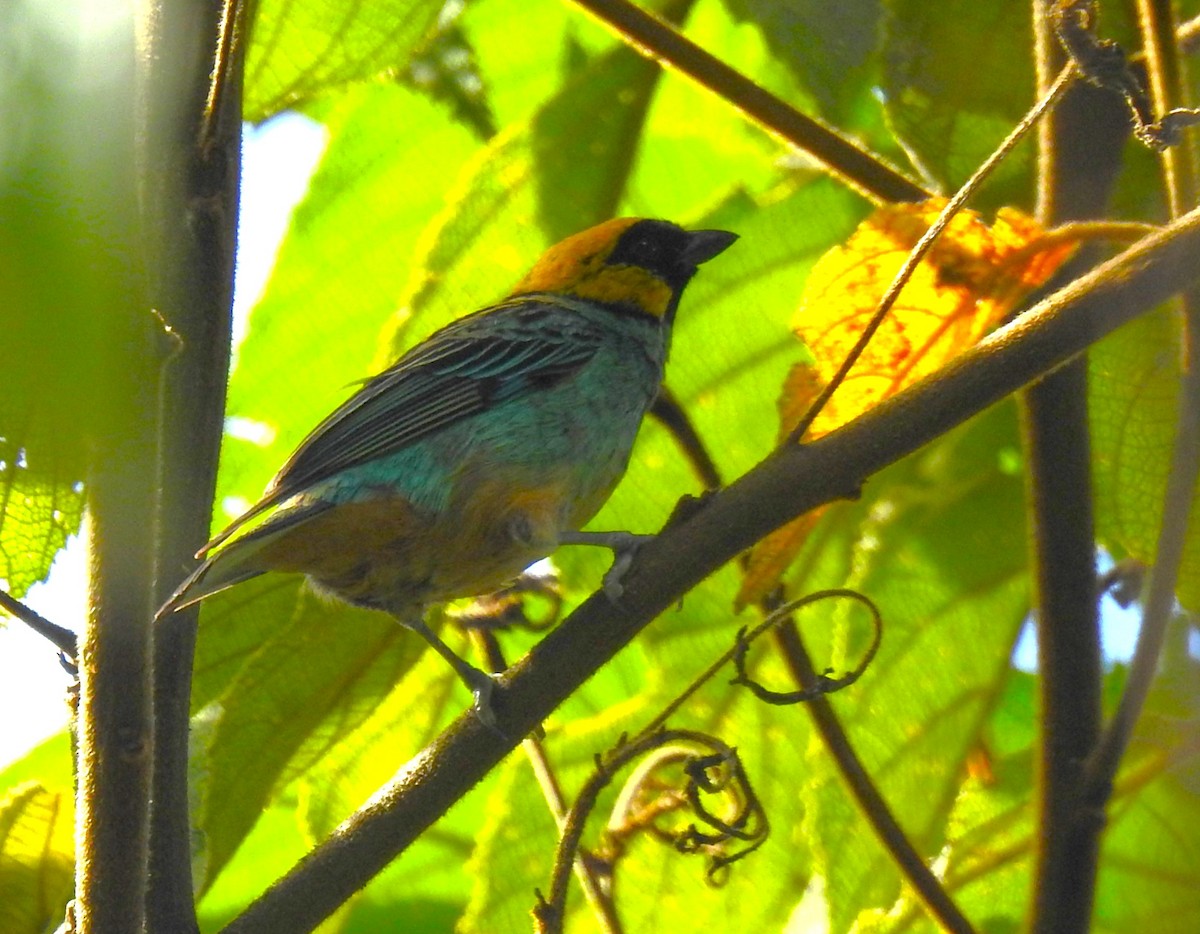 ニクダレシャクケイ - ML646106546