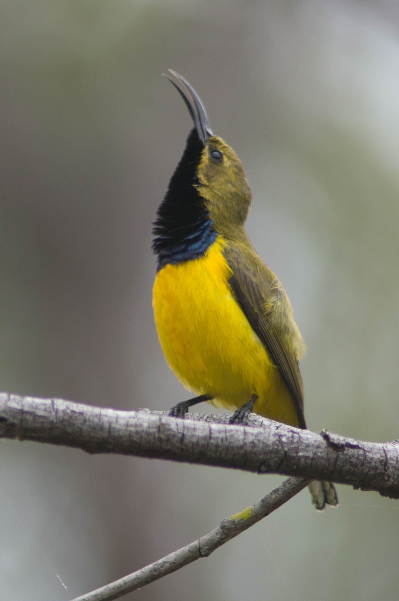 Sahul Sunbird - ML646106551