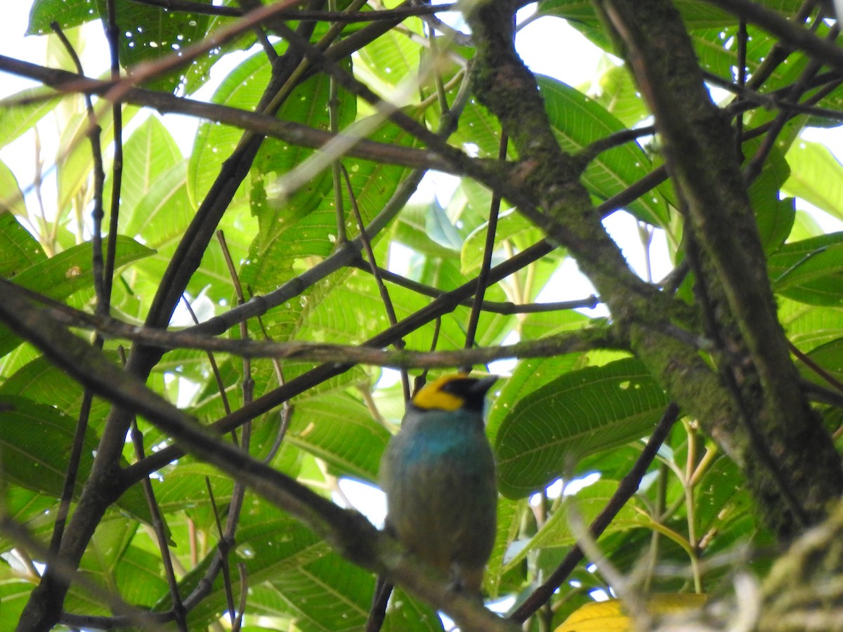 ニクダレシャクケイ - ML646106552