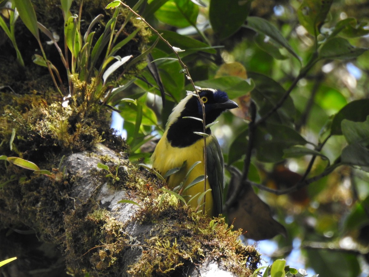 ニクダレシャクケイ - ML646106553